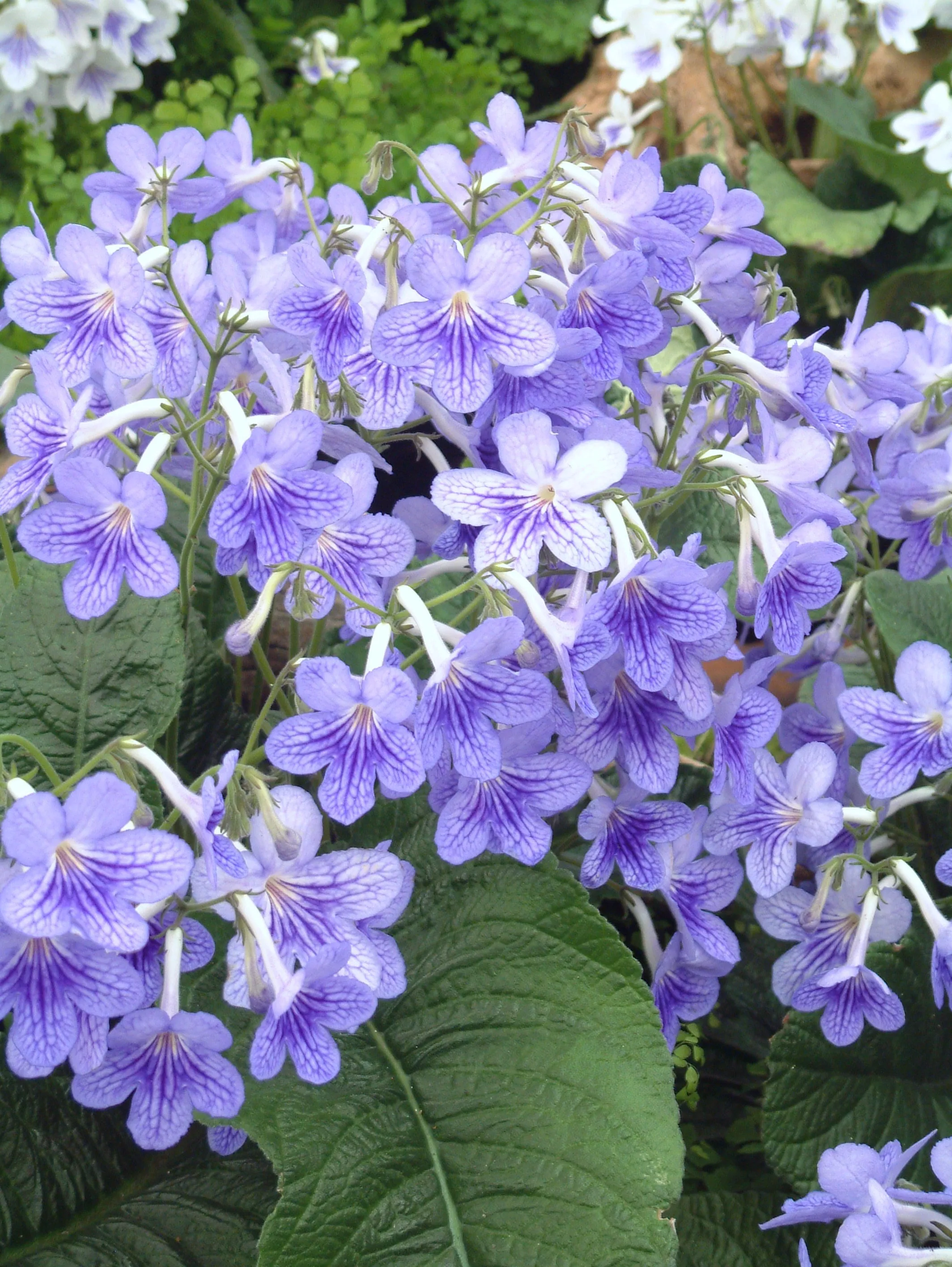 Streptocarpus 'Bethan' - Cape Primrose