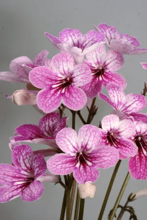 Streptocarpus 'Celebration' - Cape Primrose