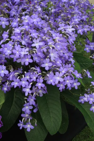 Streptocarpus 'Falling Stars' - Cape Primrose