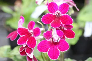 Streptocarpus 'Leah' - Cape Primrose